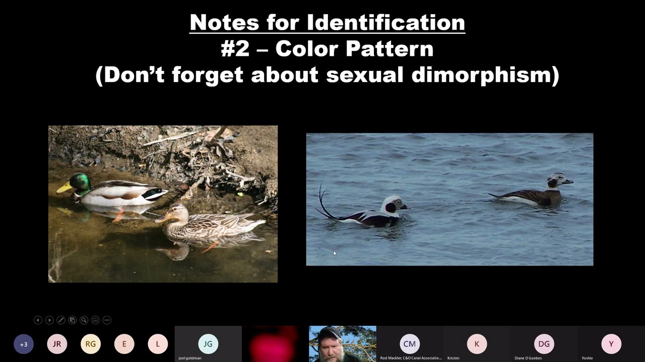 Intro to Winter Waterfowl