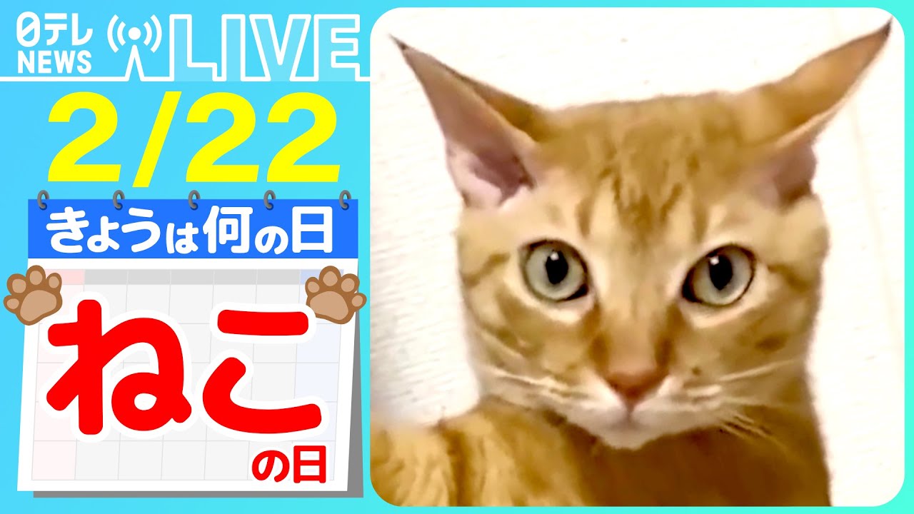 【きょうは何の日】『猫の日』“ドヤ顔”ネコの特技に飼い主さん困惑　など──ニュースまとめライブ【2月22日】（日テレNEWS LIVE）