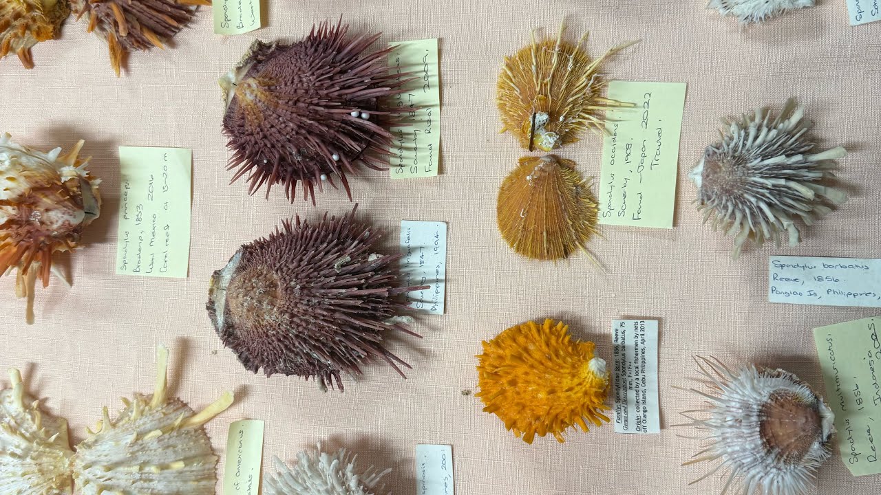 My seashell collection museum Video 36: Spondylus and Chamidae