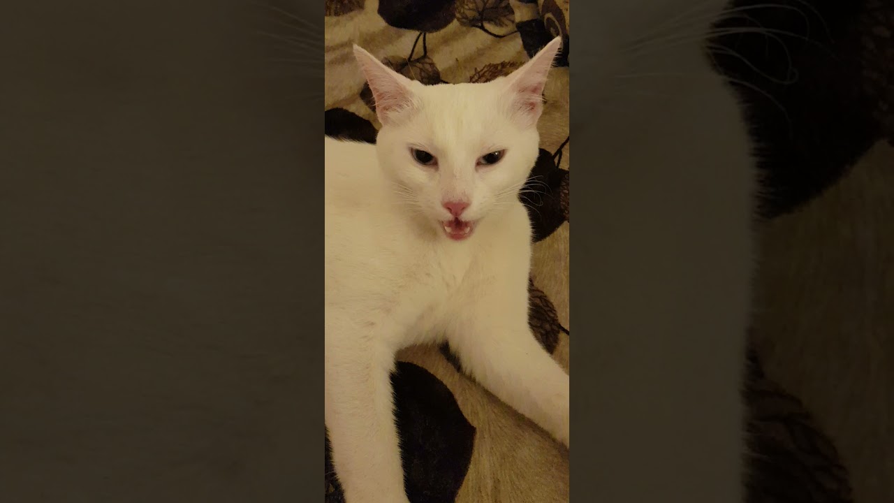 cat giving birth:Birth to 2 Kittens with a lot of pain
