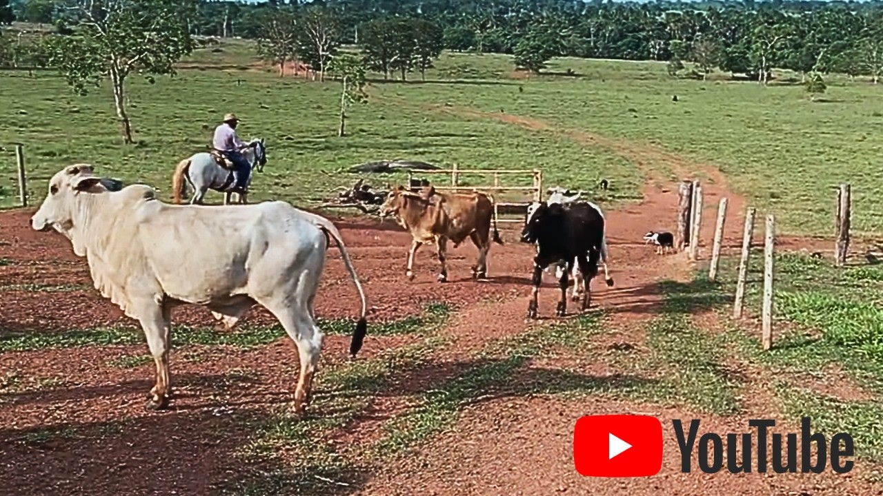 DESAFIO à DISTÂNCIA 😱 Border Collies Buscando Gado Lá no Fundo do Pasto