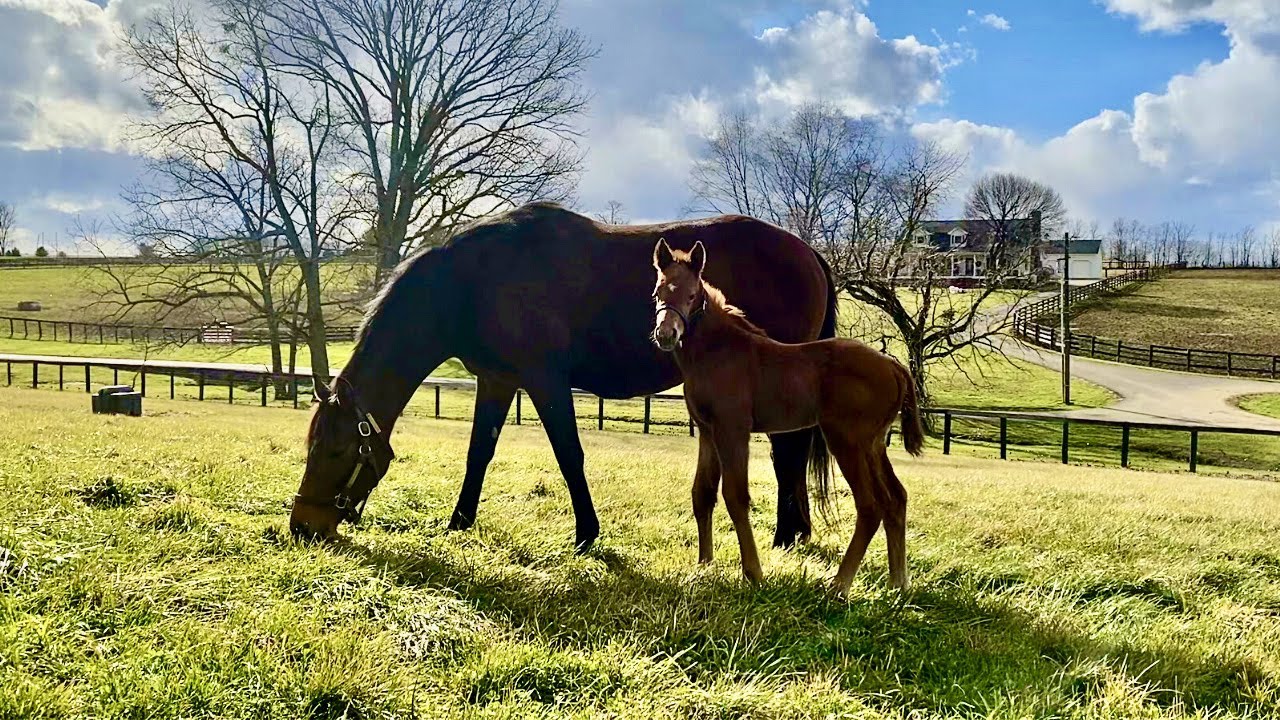 Foalin' Around with Vino Rosso's First Foal