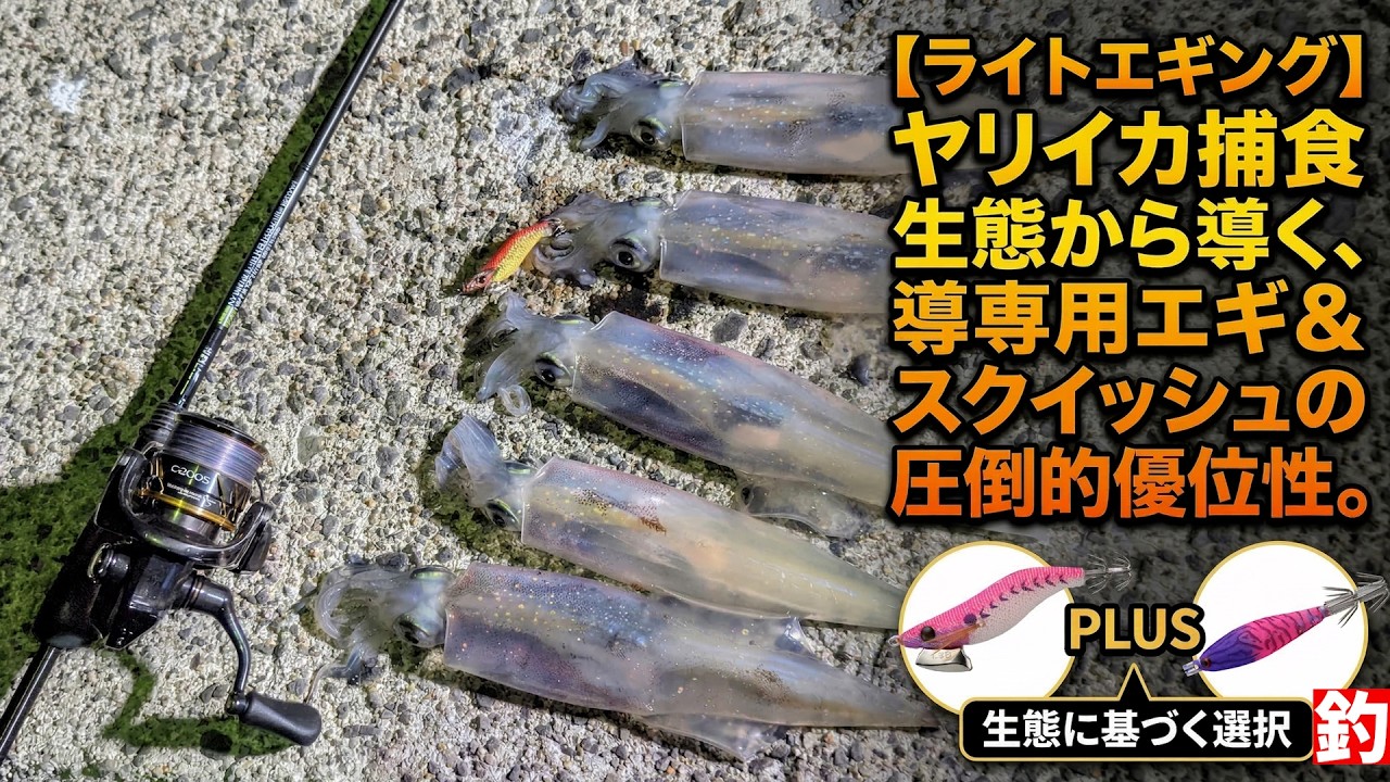 【ライトエギング】ヤリイカの捕食生態から導き出す、専用エギ＆スクイッシュの圧倒的優位性。