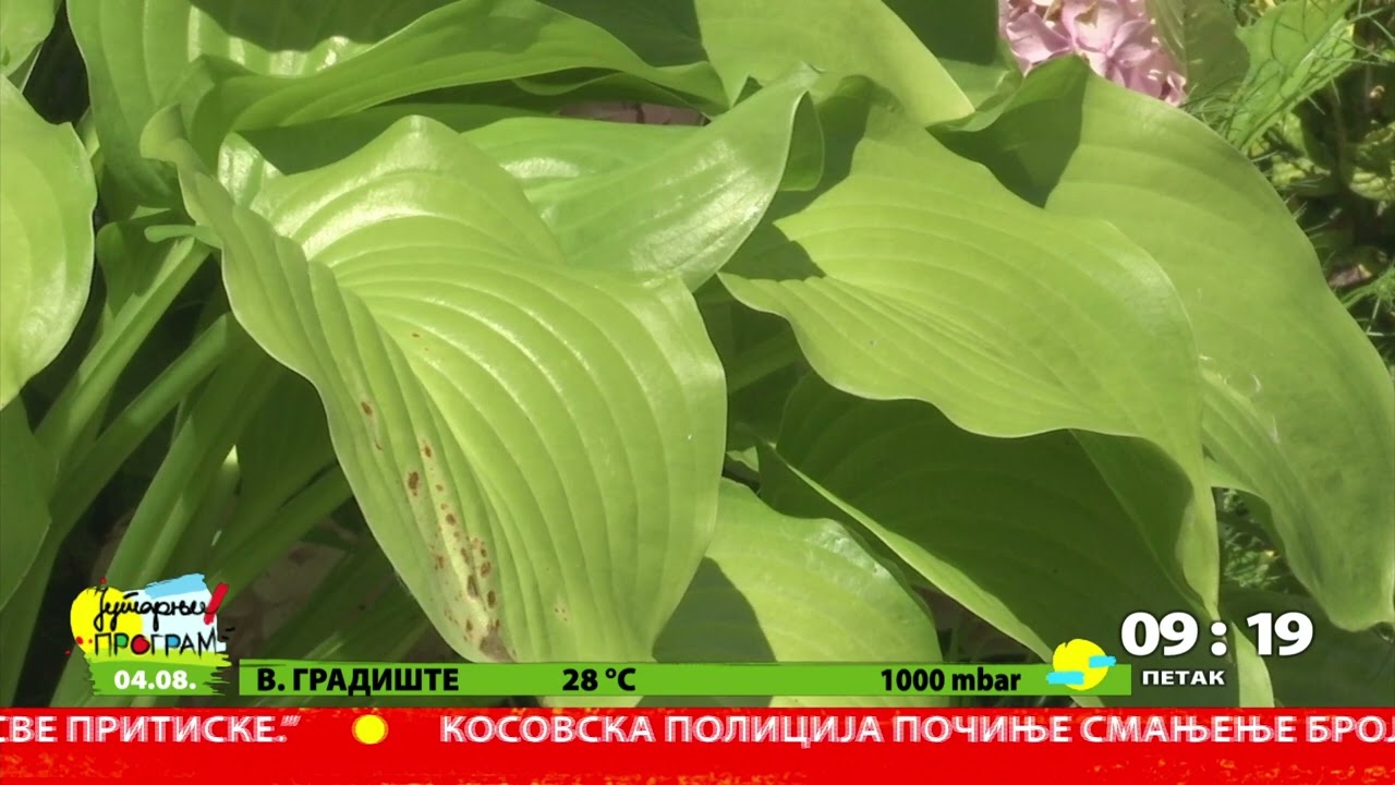 RTS JUTARNJI PROGRAM  -  Hosta biljka za senku
