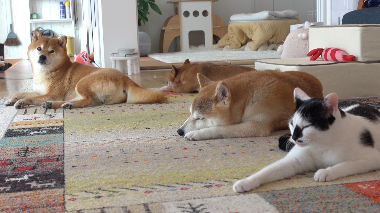 柴犬と慣れない猫との生活にスパイス！？この後まさかの展開に‥【長期お留守番最終日】