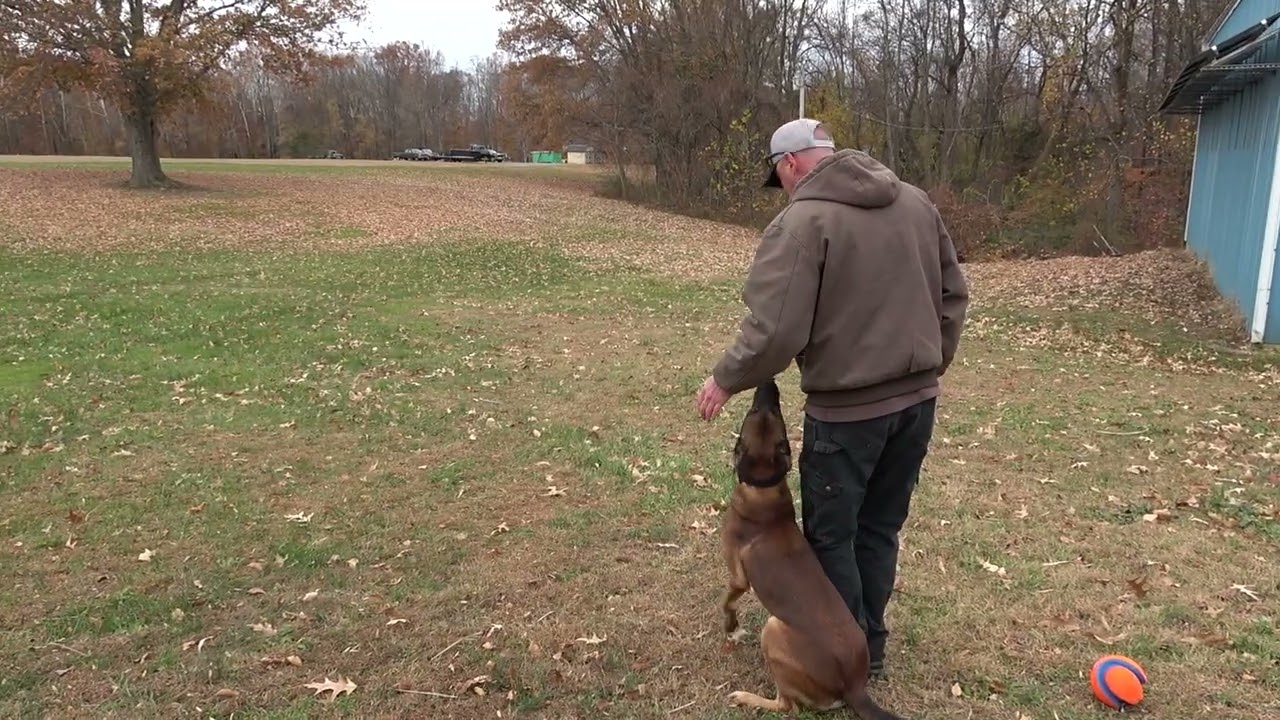 How to Teach Directional Retrieves Using Just a Few Balls
