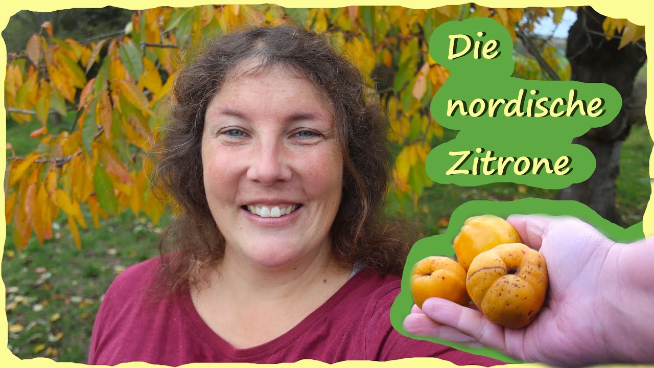 Gartenarbeit November & Zierquitte verarbeiten