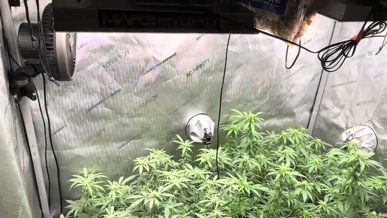 Day 21 GSC, Royal Runtz, Original Haze x Octane. Let&rsquo;s go