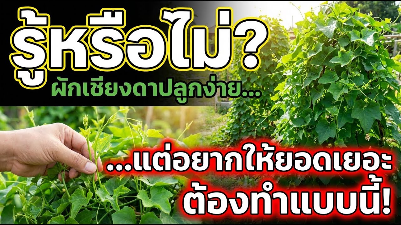 ผักตำลึงงอกแรง! เคล็ดลับง่าย ๆ ให้ยอดอ่อนเยอะสุด