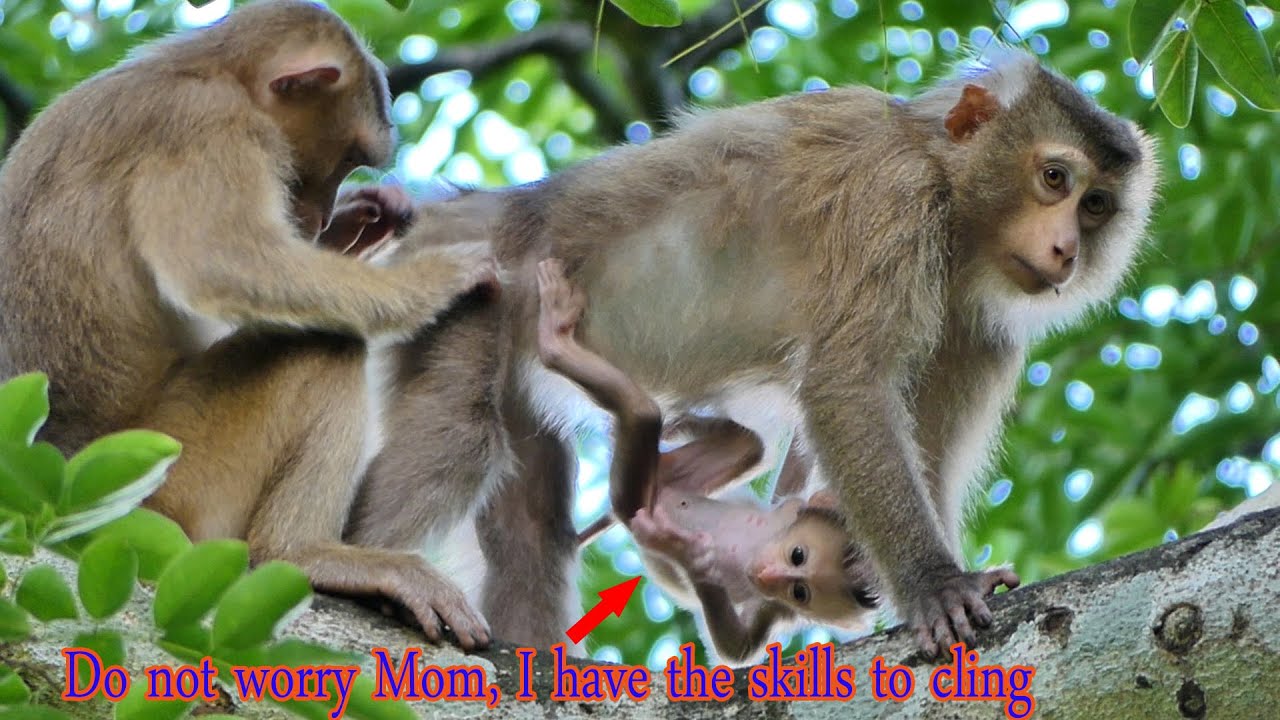 Hand job....Don't worry Mom Lory  Baby monkey Loura have the skills to cling.