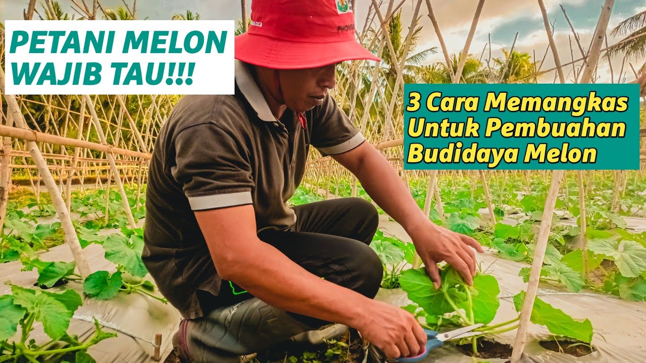 Woww! 🔥 3 Cara Memangkas Pembuahan Budidaya Melon