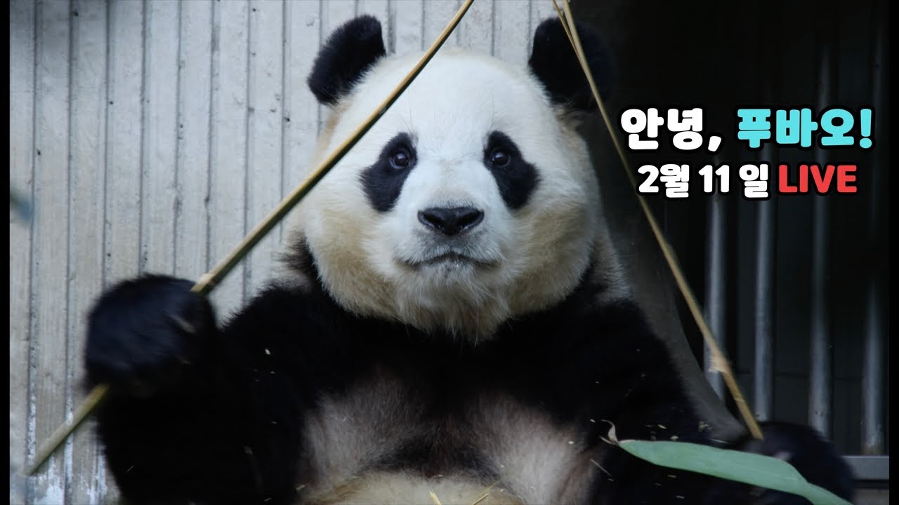 안녕, 푸바오 잘 하고 있어~ 알았지? / (2월 11일 라이브)