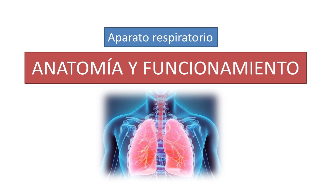 Anatomía y funcionamiento del aparato respiratorio