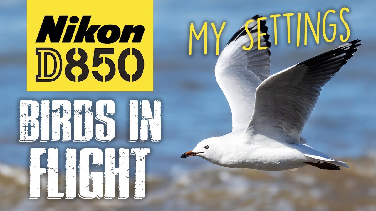 Nikon D850 | Как я фотографирую птиц в полёте | Мои настройки