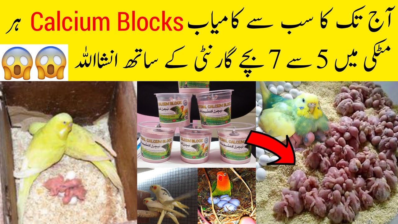 Natural calcium block for all birds |Best calcium block for budgies, lovebirds, cocktail etc