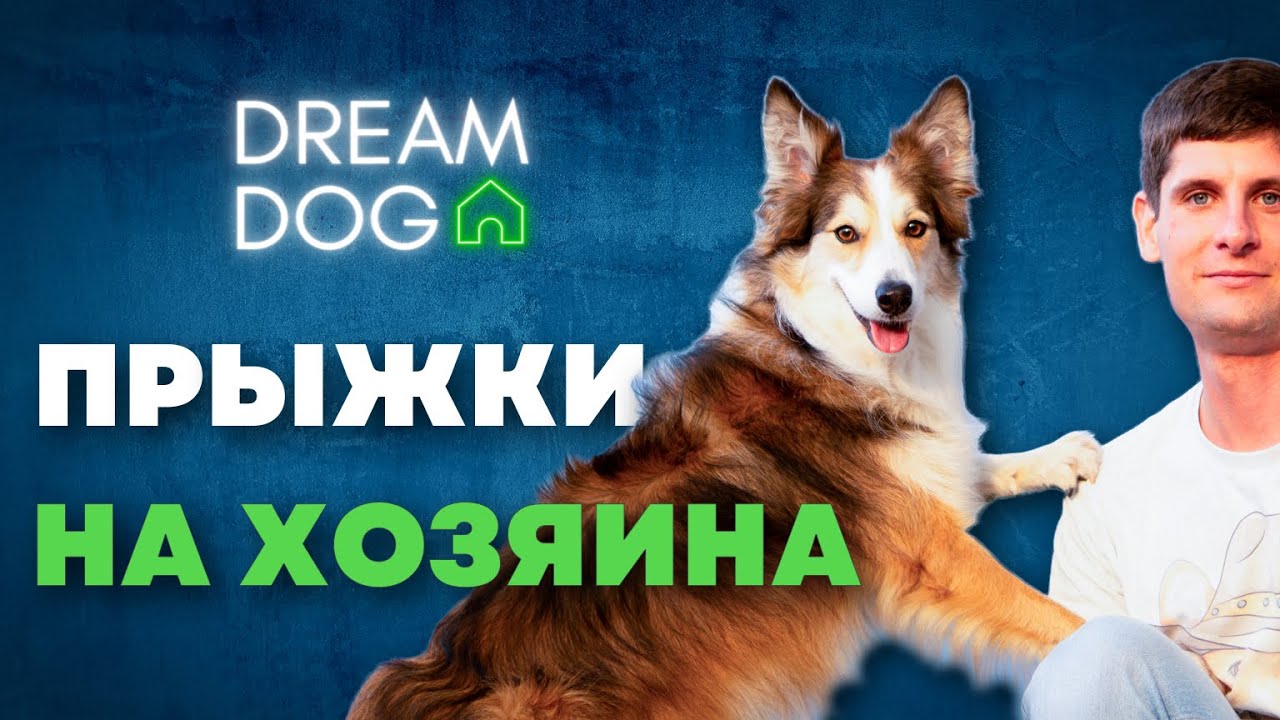 Как отучить собаку прыгать на людей 🐶 Простая методика без агрессии