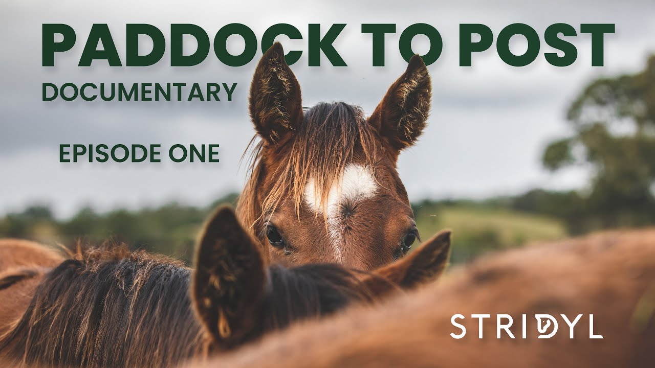 New born foal takes his first breath | Paddock to Post Documentary