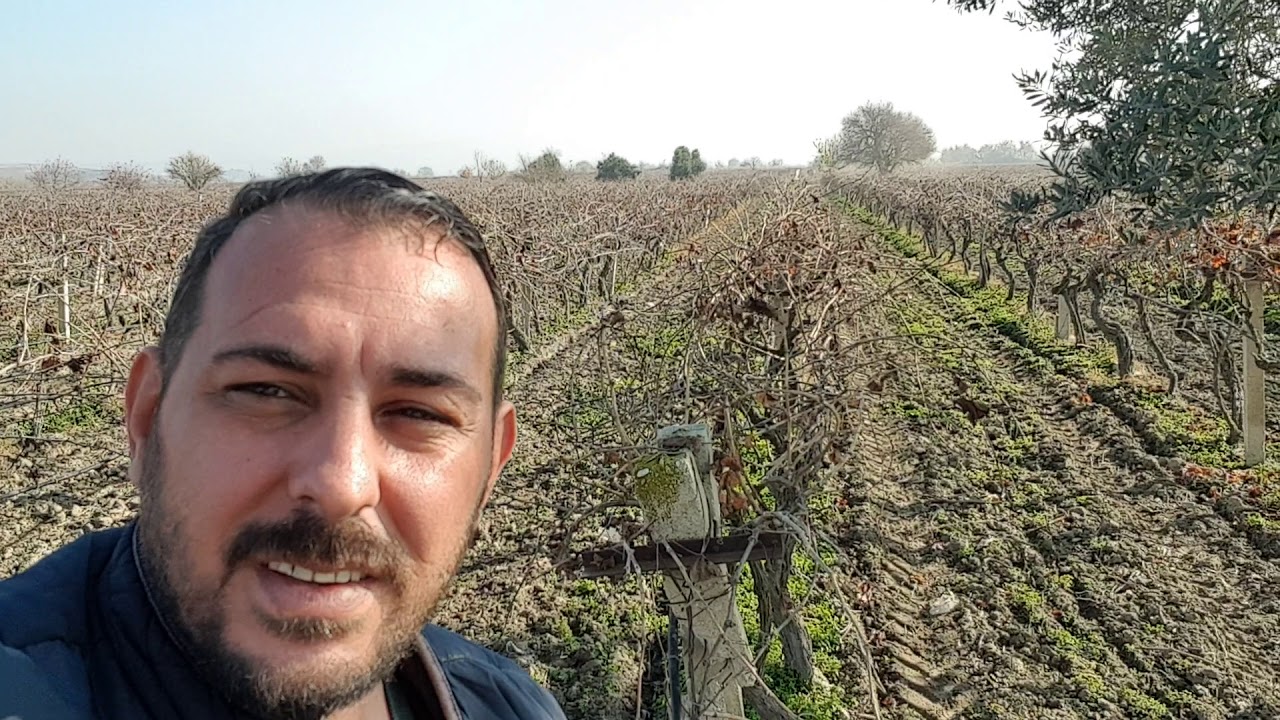 ÜZÜM BAĞI NASIL GÜBRELENİR 0553 313 83 84