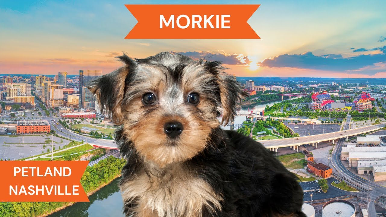 Morkie Breed Highlights