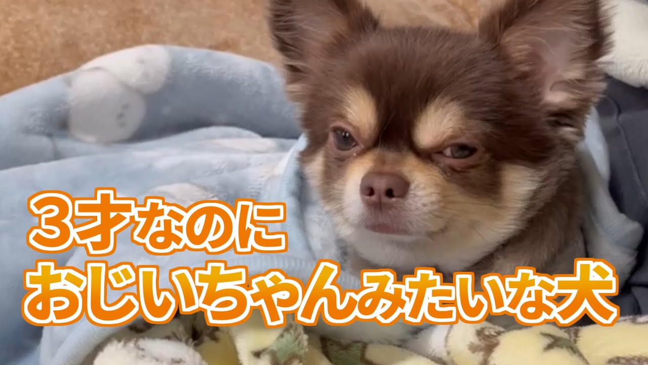 うちのチワワ、今日も動きません🐾