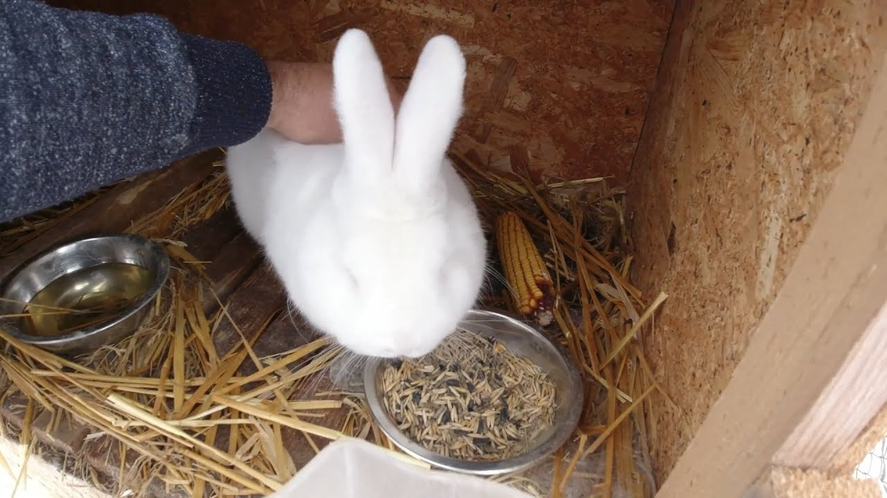 Iepurasi de neozeelandez pe timp de iarna!