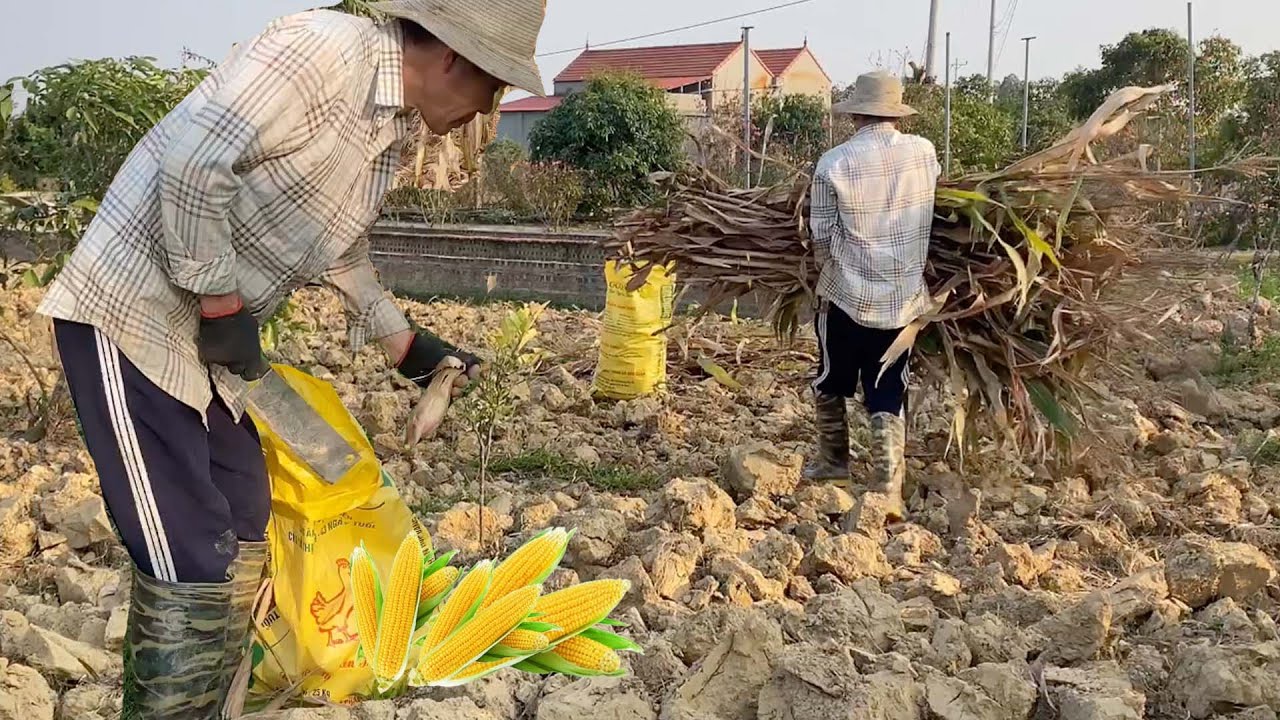 Farm Life 🌾  🌾 Clearing Corn Fields, Spraying Pesticides & Preparing for Summer
