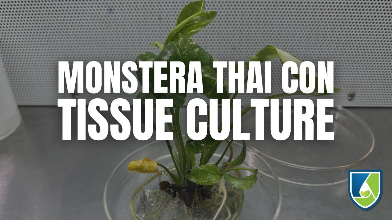 DIY Monstera Tissue Culture: Clone Your Thai Constellation