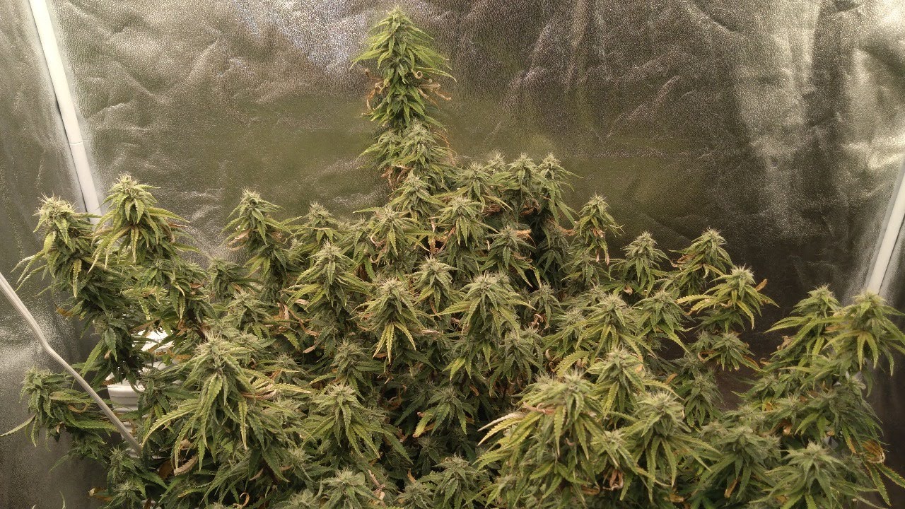 SMOKE AND CHILL HALF POUND PLANT UPDATE