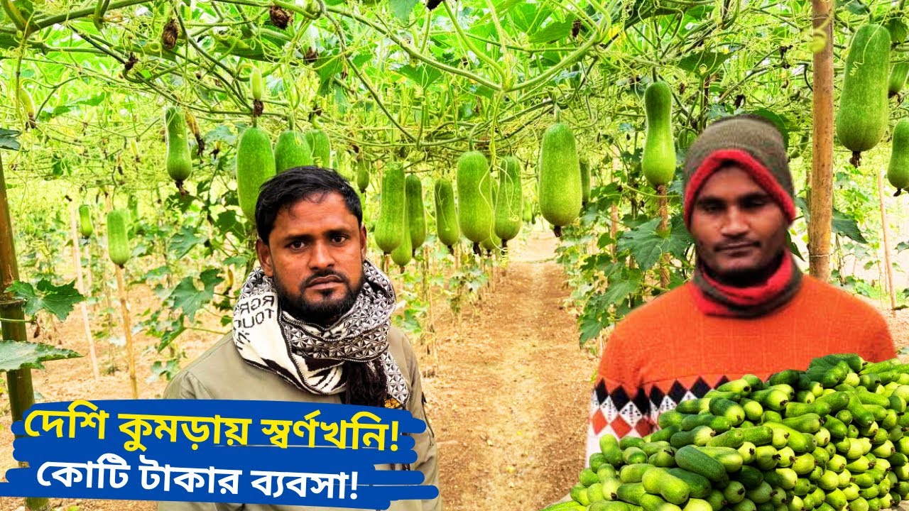 কলমাকান্দার মাঠে কুমড়ার রাজত্ব||কৃষকদের সাফল্য || কুমড়া || Bangladesh Agro LTD.