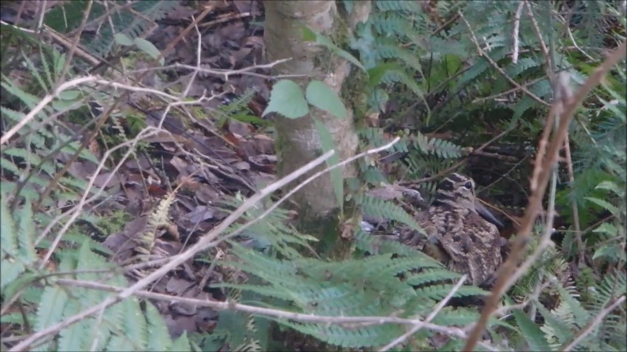 becasse posée et envol