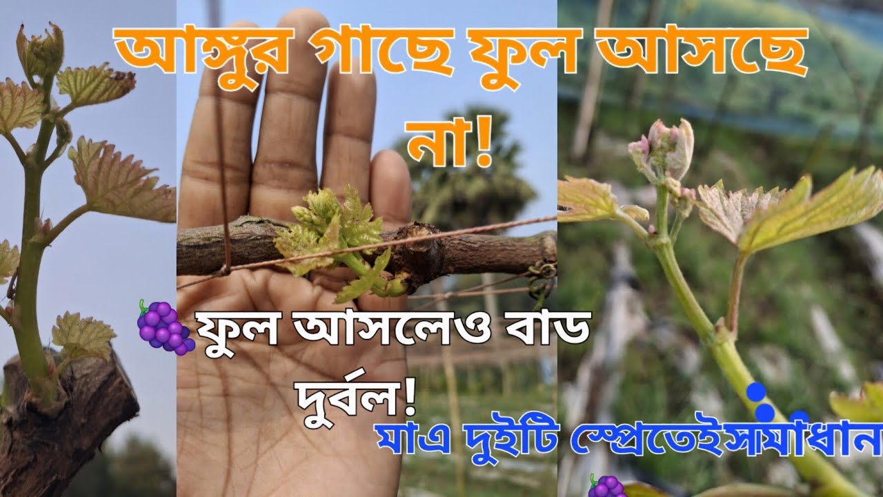 আঙ্গুর গাছে ফুল আসছে না!😴 ফুল আসলেও ফ্রুটস বাড দূর্বল!😑 মাত্র দুইটি স্প্রেতেই আছে সমাধান 🍇😯👌#আঙ্গুর