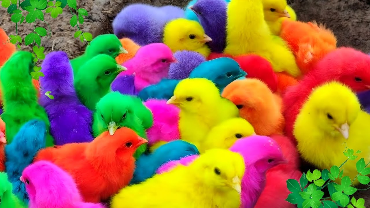 Cute Animals That Instantly Boost Your Mood