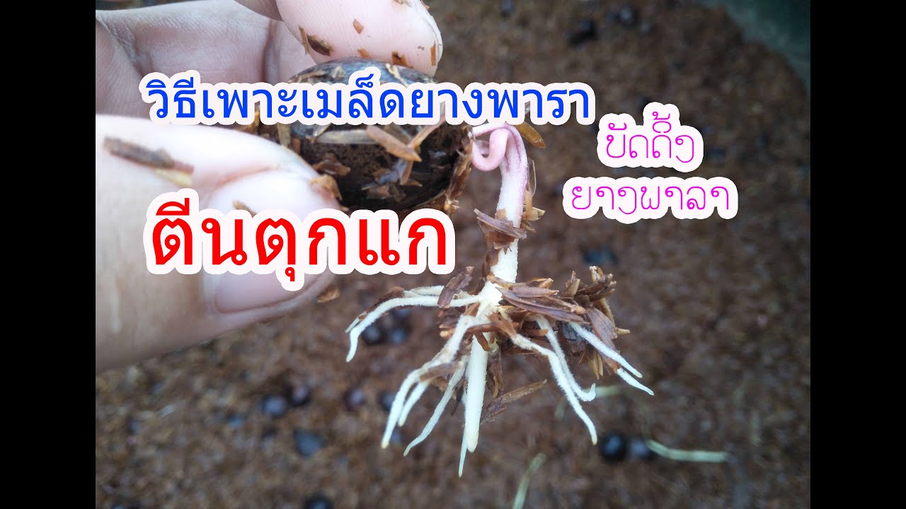 วิธีเพาะเมล็ดยางพาราเพื่อทำบัดดิ้งเองง่ายๆ ลดต้นทุน ກ້າເບ້ຍຢາງພາລາເອງງ່າຍໆ ຫຼຸດຕົ້ນທຶນ