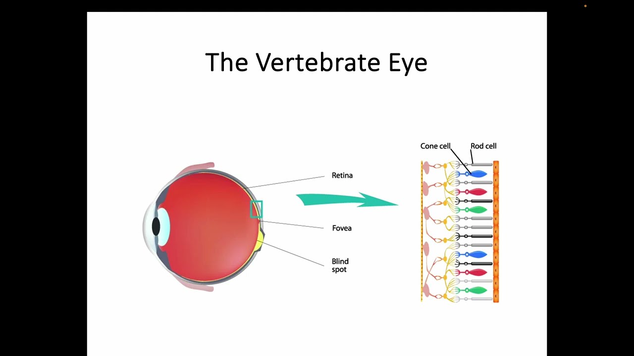 AH Biology 1.4d Part 2 - The Vertebrate Eye