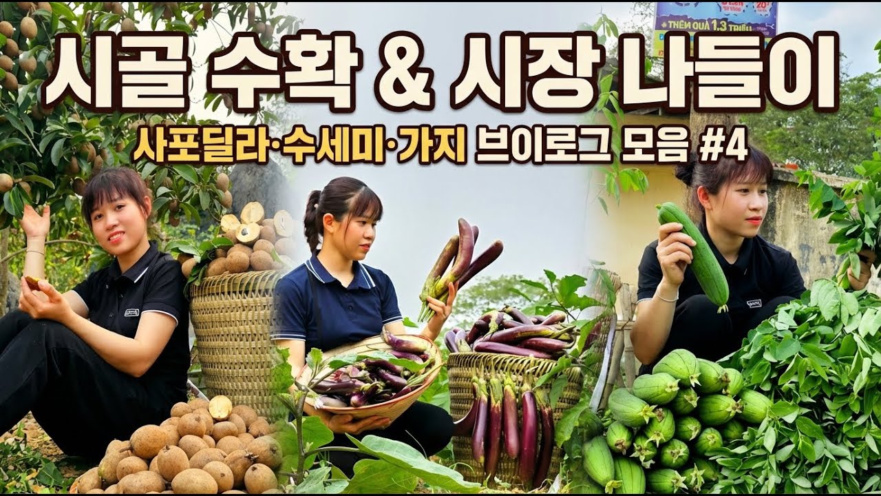 시골에서 수확하고 시장으로 가는 하루｜사포딜라·수세미·가지 수확 브이로그 모음 #4
