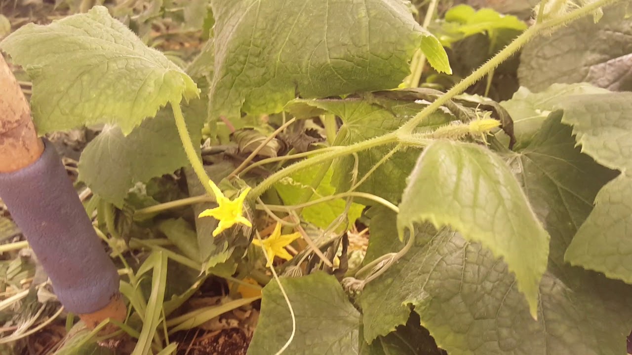 8th cycle Notill Beds-GG#4 10 days in flower