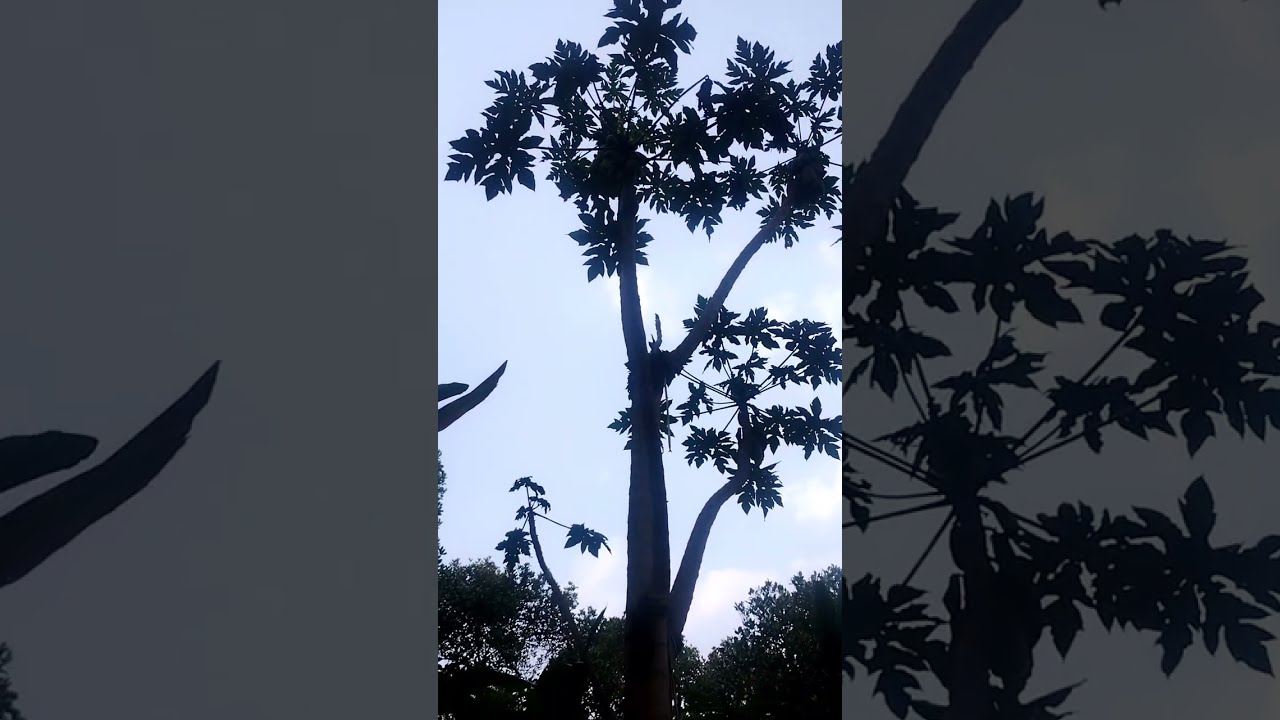 Patharamattu/ A. N ജ്വല്ലറി തകരുന്നു., അഭിയുടെ അച്ഛനാണ് നാഗേന്ദ്രൻ എന്ന സത്യം പുറത്ത് വരുമ്പോൾ..