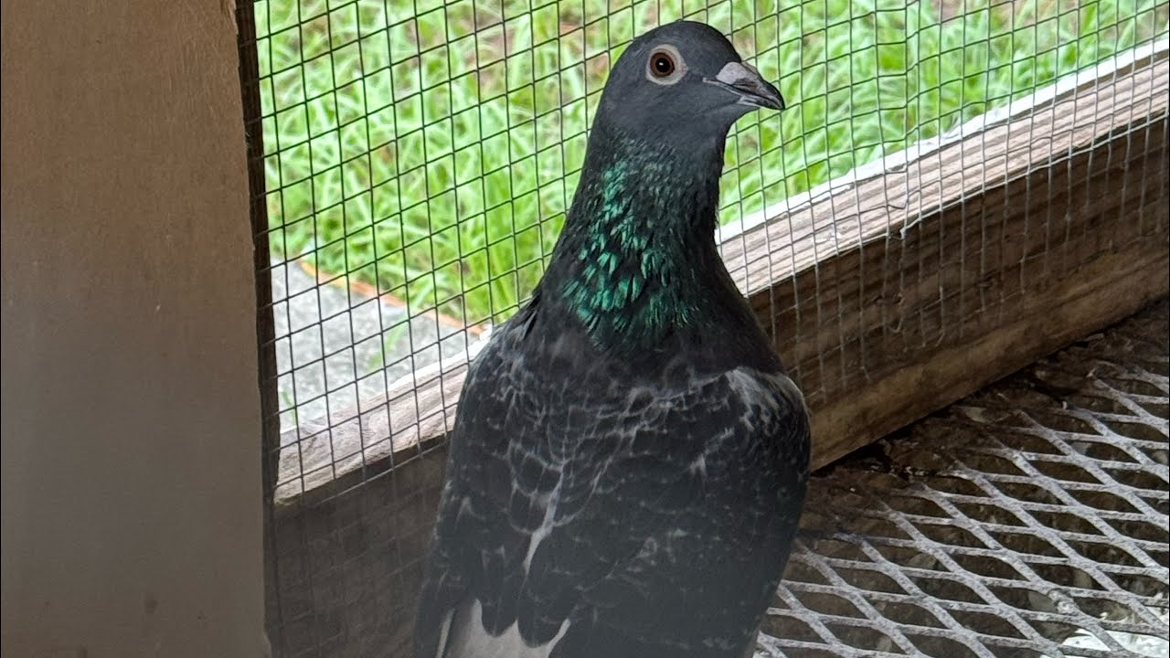 TORRALBA LOFT PIGEONS is live!