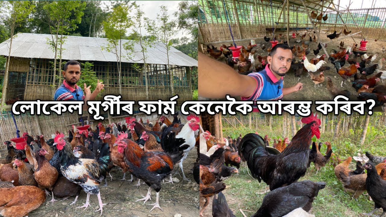 লোকেল মূৰ্গীৰ ফাৰ্ম কেনেকৈ আৰম্ভ কৰিব ?local murgi farm||locl murgi farm Assam