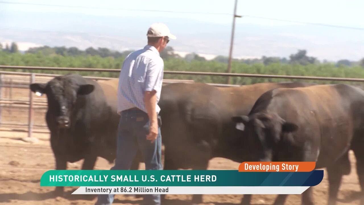 Smallest Cattle Herd in 75 Years