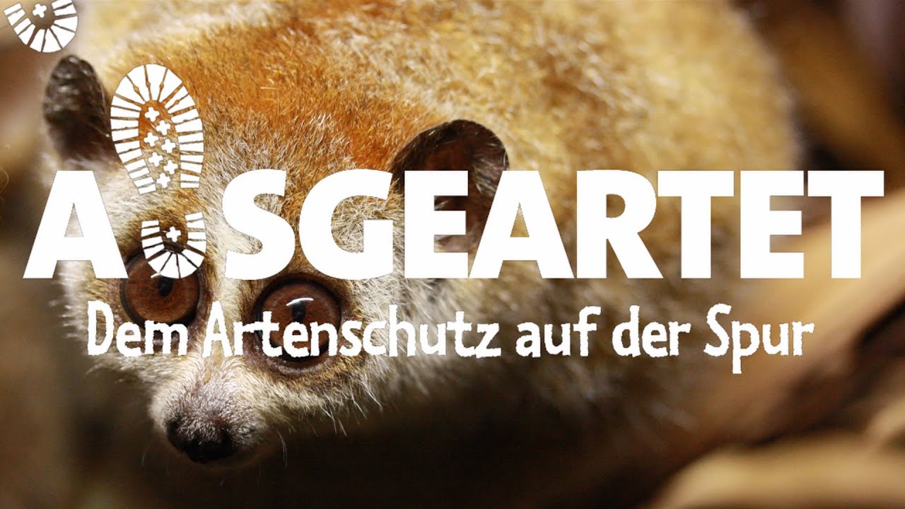 AUSGEARTET - Folge 2:  Mit Anton Barske auf den Spuren der Zwergplumploris
