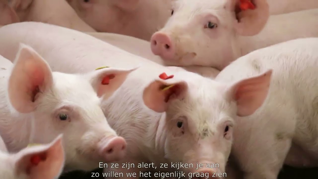 Serie Biggenvoeders Gunnewick Mengvoeders. Aflevering 4: Planning, lossen en de biggenstal in!