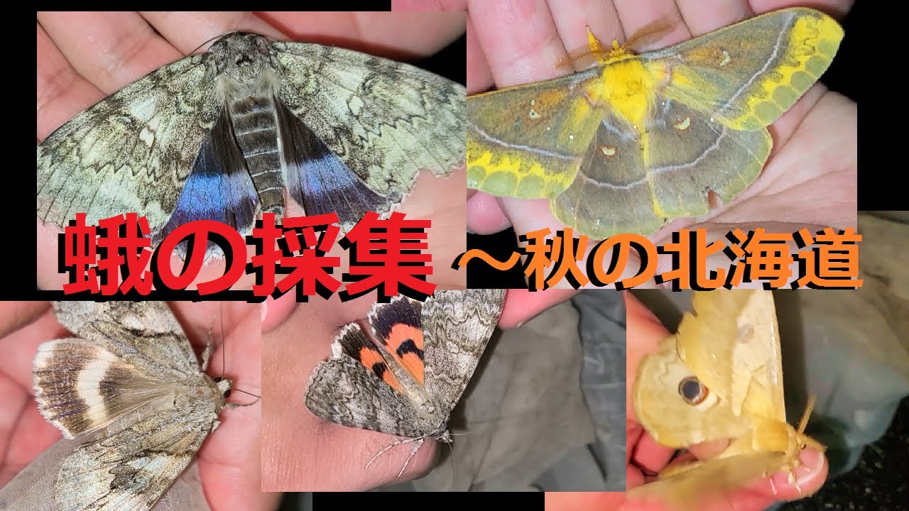 蛾の採集は秋がアツい！！！