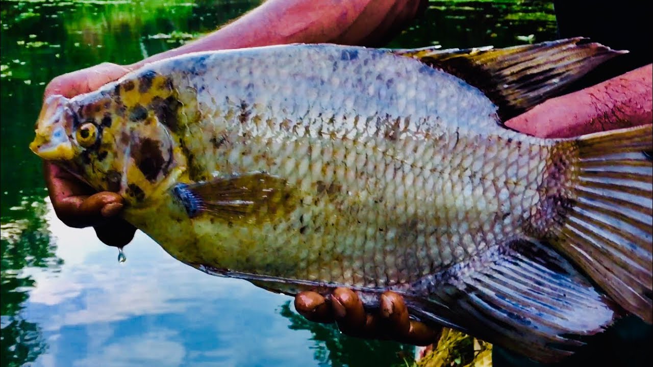 Fishing in manik river big fish theppili