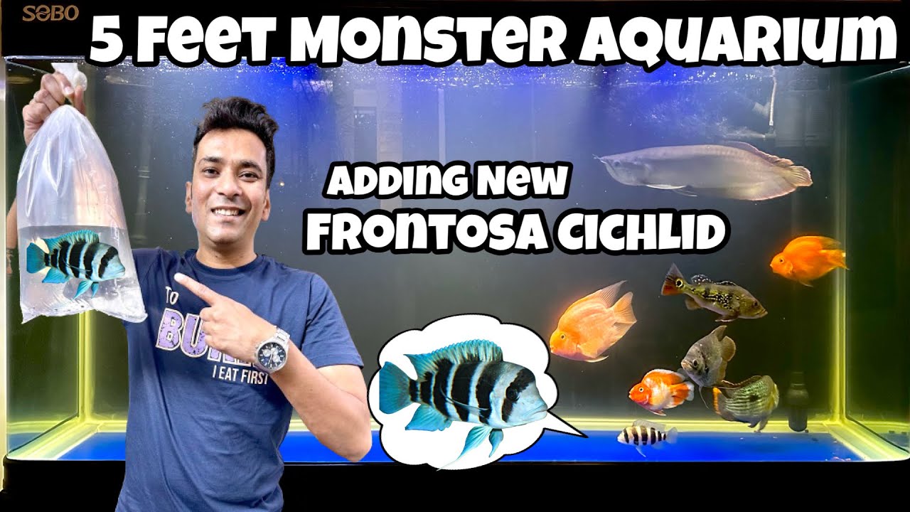 Frontosa Cichlid | Getting new Frontosa Cichlid Fish | New collection addition to 5 Feet Fish Tank