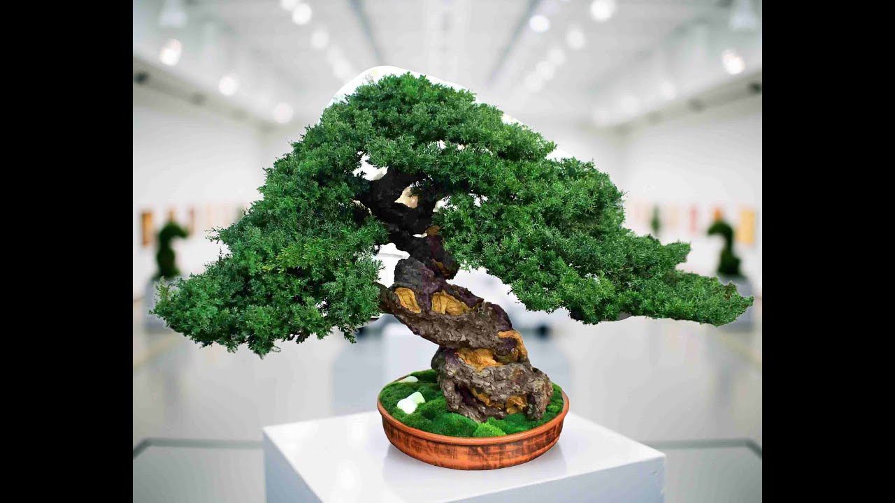 ArtBonsaitrees.com - Preserved Bonsai Tree - simply the best decor for your interior! 19,29