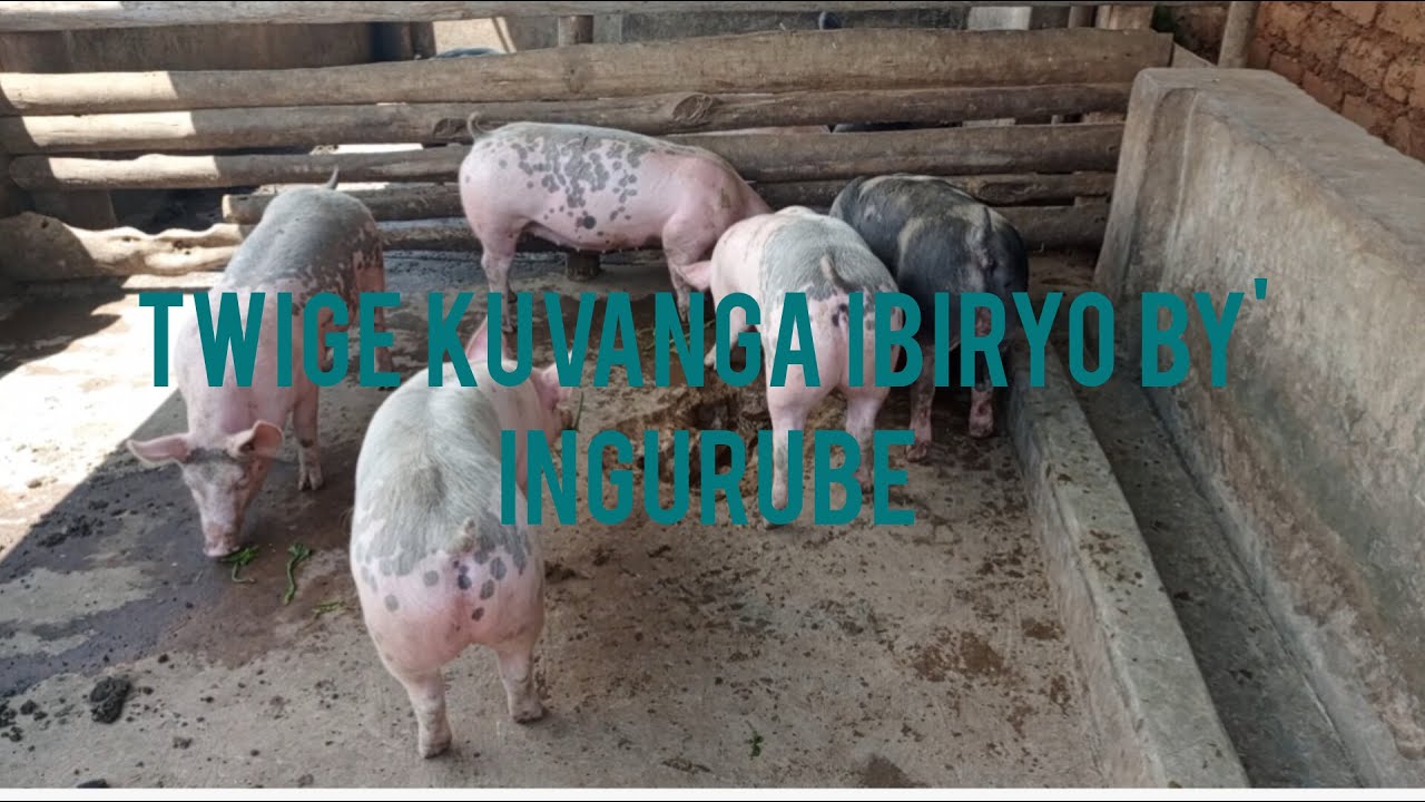 UBWOROZI BW'INGURUBE: DORE UKO WAVANGA IBIRYO BY' INGURUBE