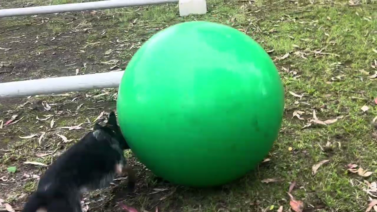 Hawaiian heeler mix pup herds big ball