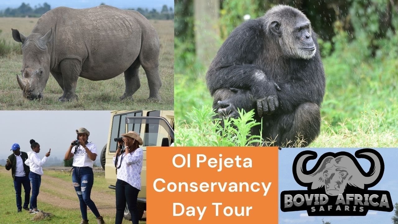 Ol Pejeta Conservancy and Sweetwaters Chimpanzee Sanctuary Day Tour - Bovid Africa Safaris