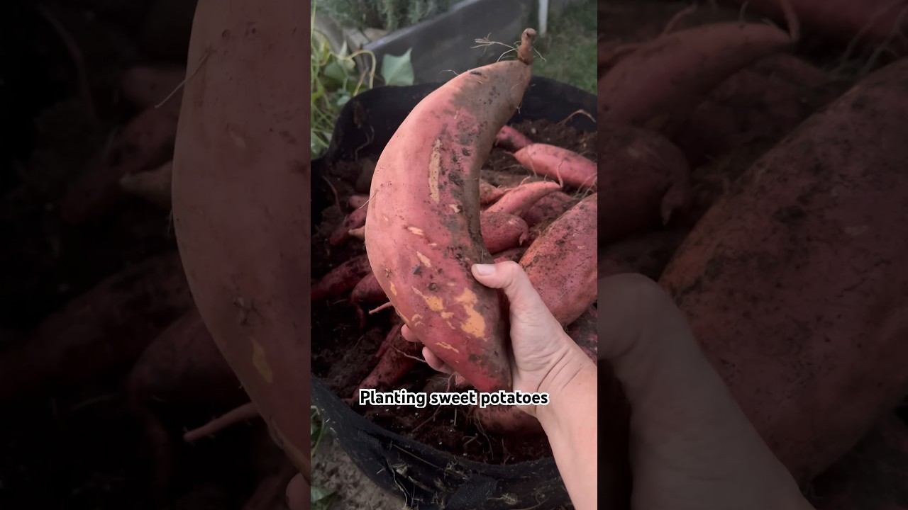 Как вырастить тонны батата на небольшом участке #сладкийкартофель #органическоесадоводство